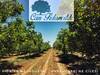 Chandler - Fernor Walnut Saplings (Tree) - photo 8