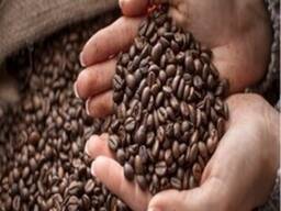 Dried Organic Arabica Coffee Beans at Wholesale Price