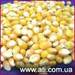 Кукуруза для попкорна из Аргентины - фото 1