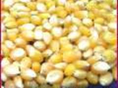 Кукуруза для попкорна из Аргентины