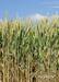 Пшеница – Wheat - photo 1