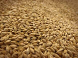 Wheat - photo 1